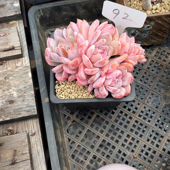多肉植物，星影92号