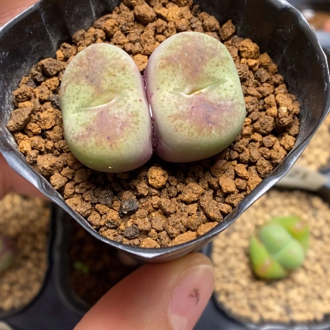 多肉植物肉锥杂交K-127 墨杂