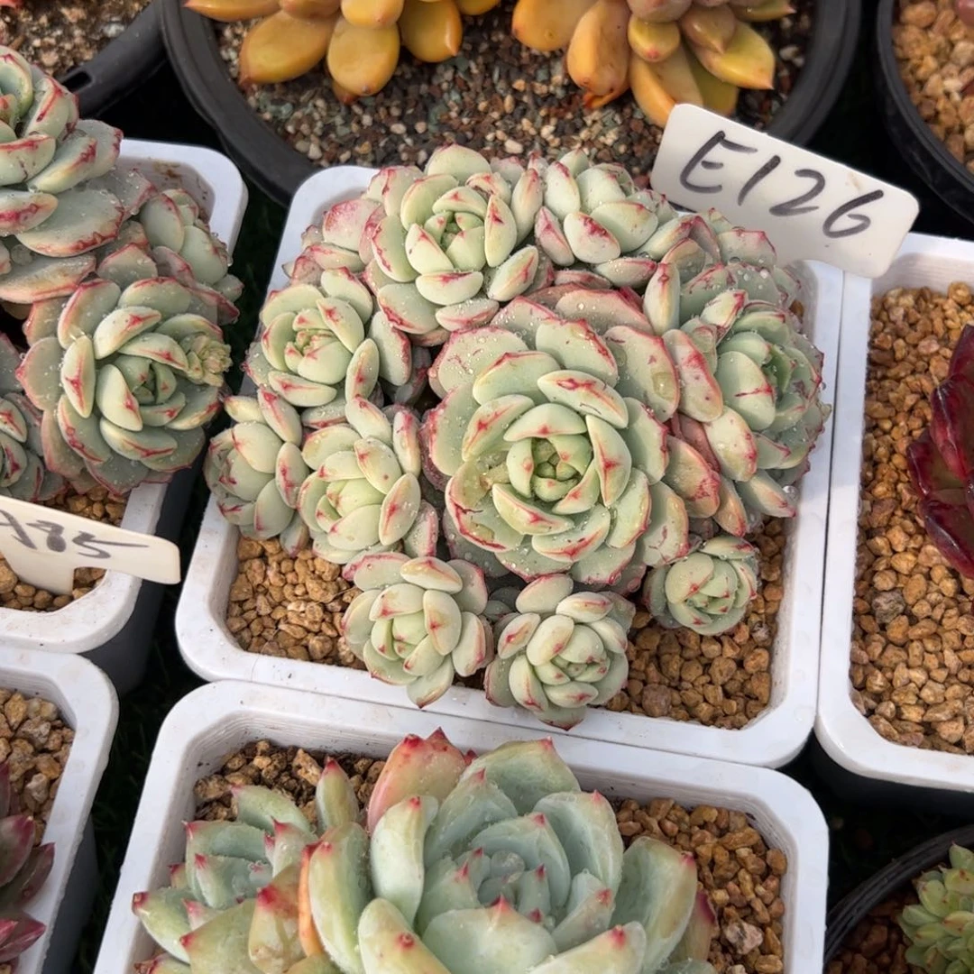 香草多肉植物保护研究所