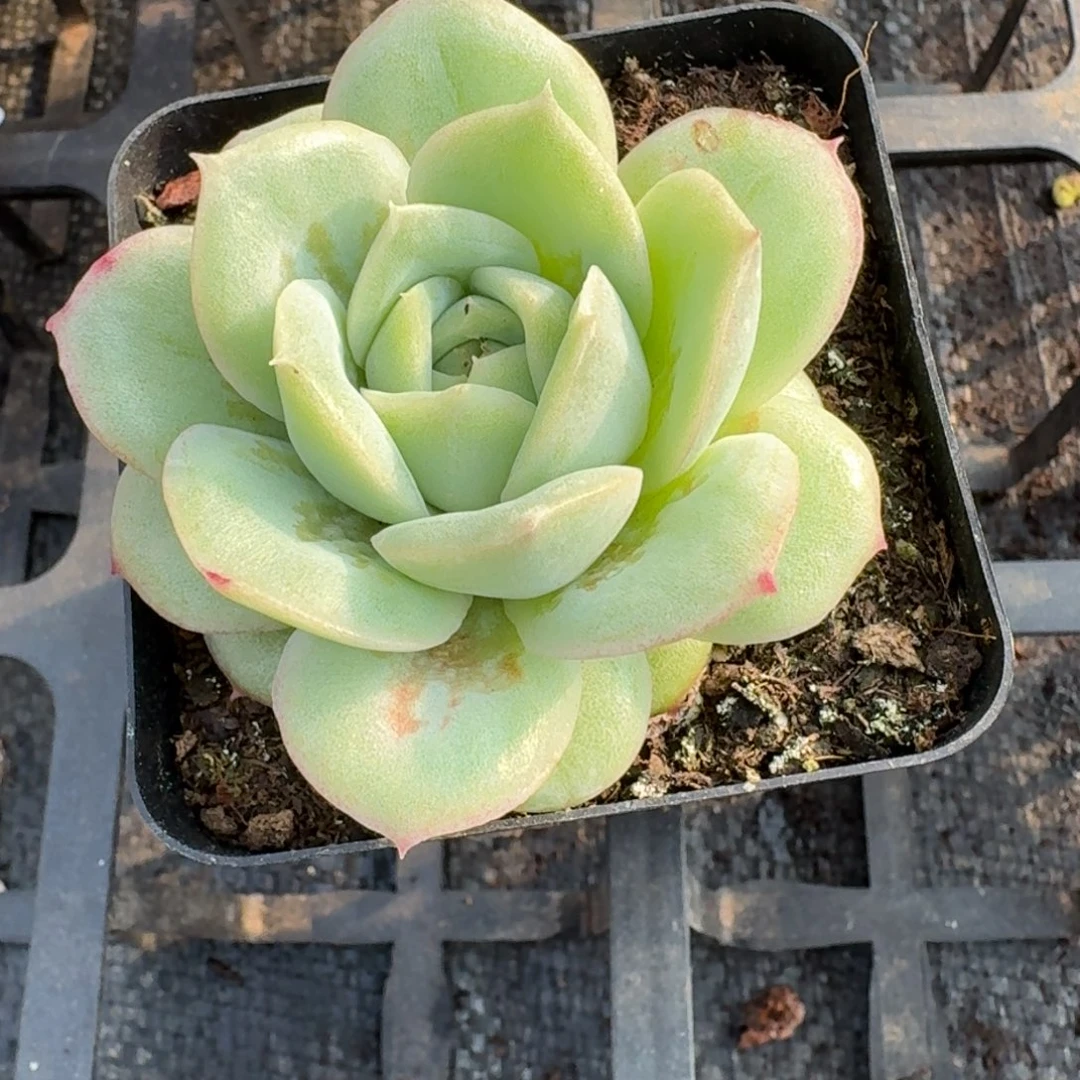 多肉杂交一物一拍19-28