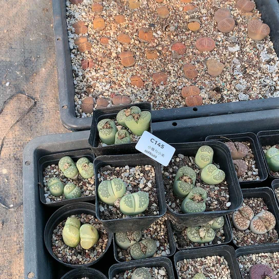 靓****）C145多肉植物保护