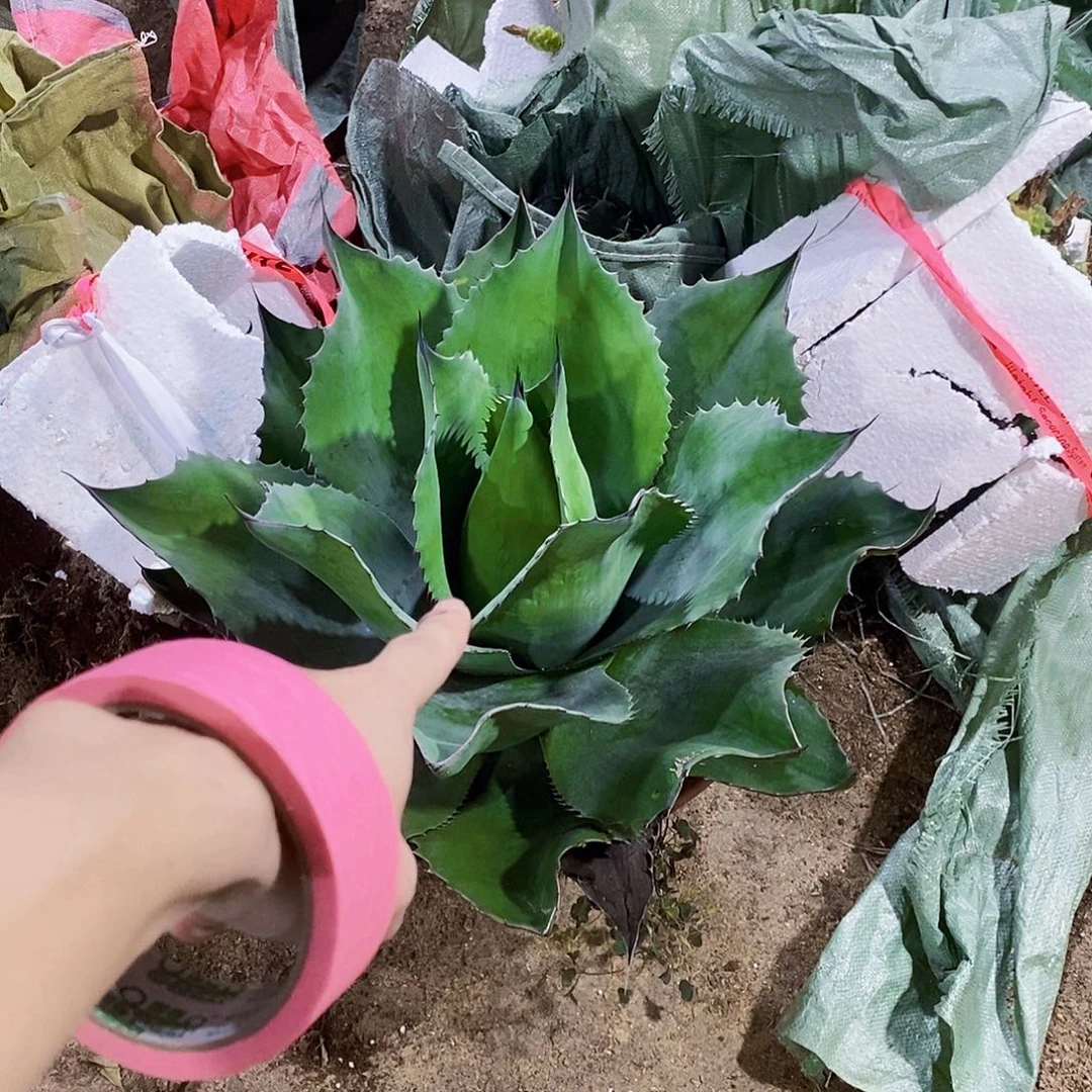 概***计1615鲸鱼舌一颗111111
