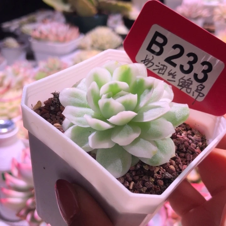 奶油丝帛覆轮锦有根