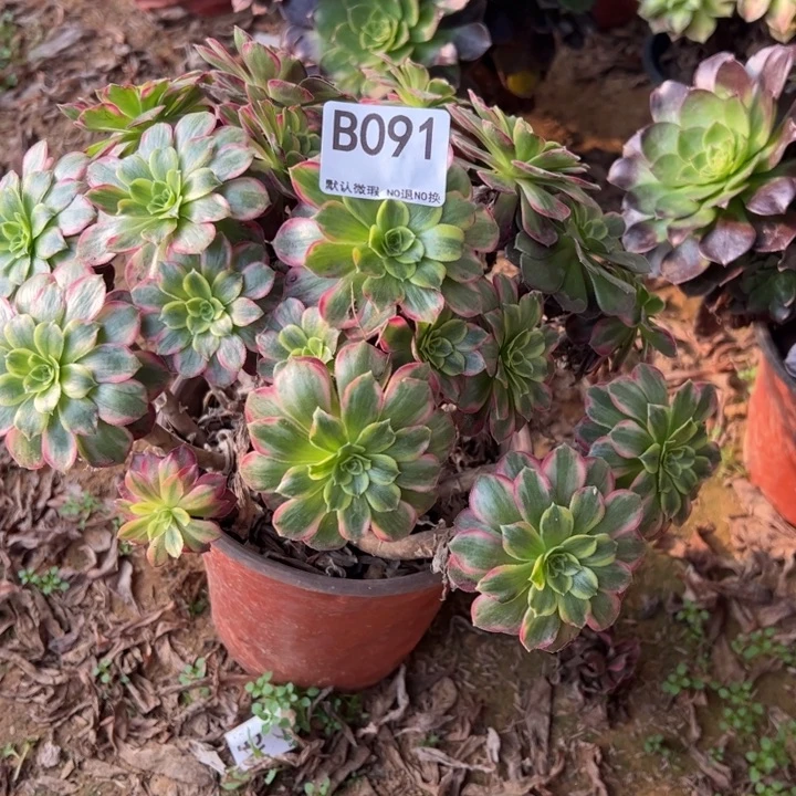 ****随微瑕安娜多肉植物091.