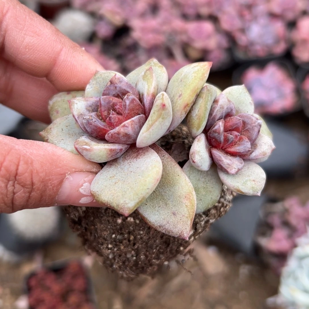 多肉植物多肉植物
