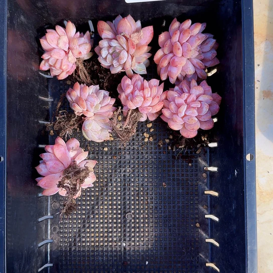 多肉植物雪天使7颗一组小可爱583