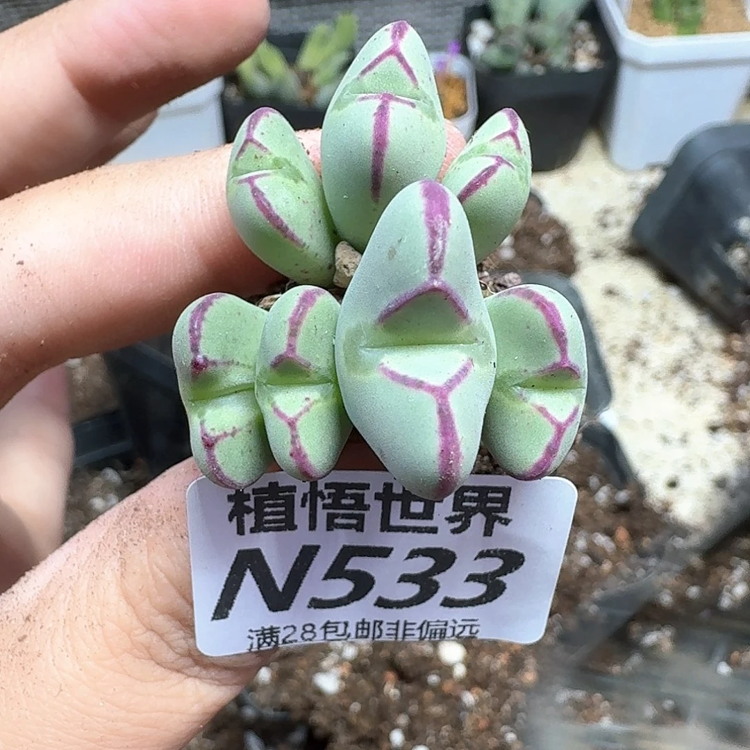 多肉植物的润泽改变