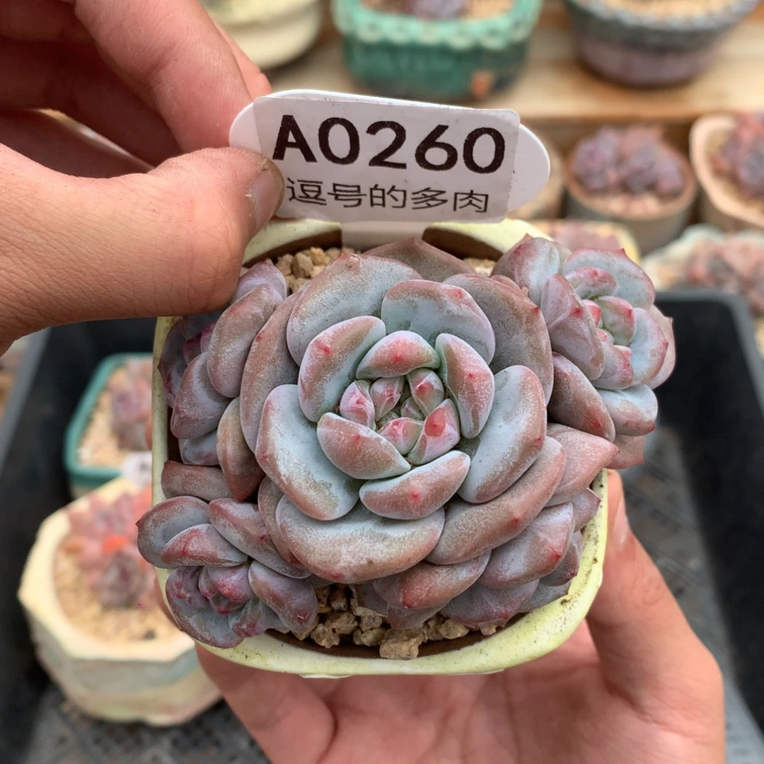 A0260 突尼斯老桩粗腿 无砍 9cm