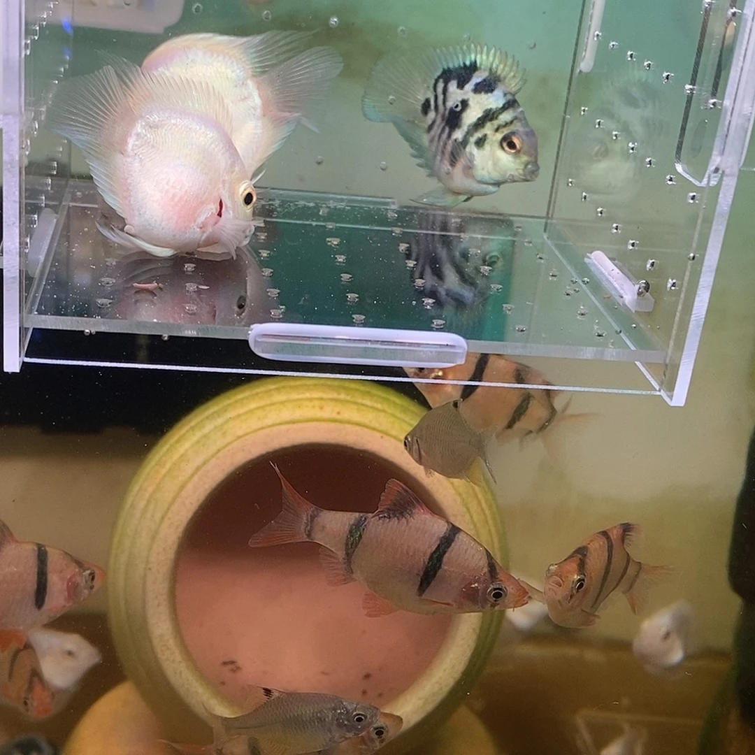 鹦鹉鱼迷你鹦鹉鱼桃心种鱼可以繁殖