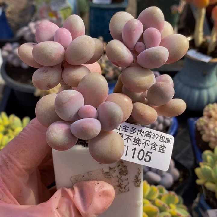 糖果桃蛋6cm105多肉植物