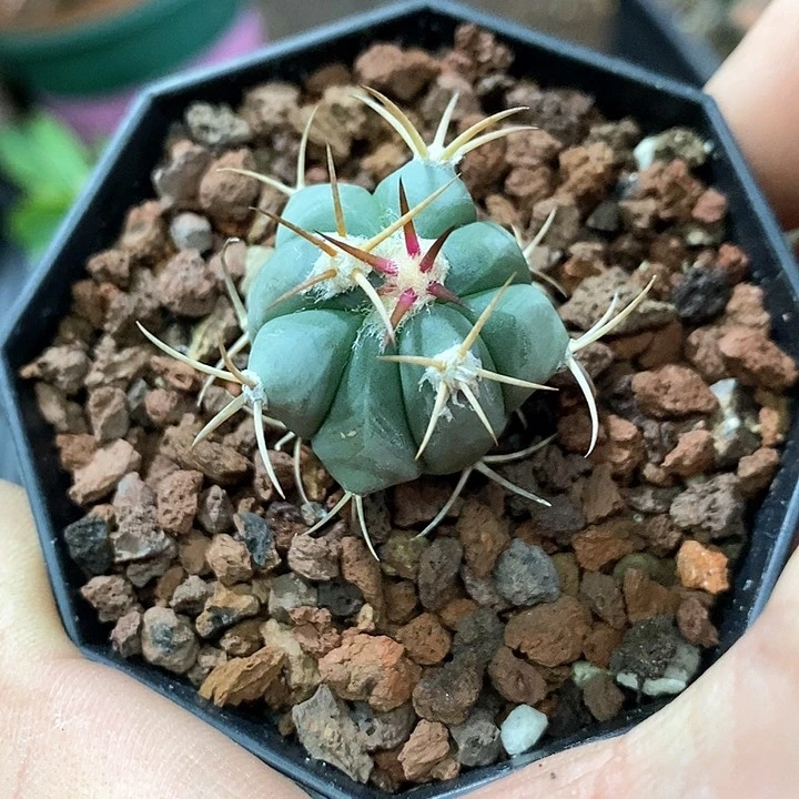 K****g定孤品实生优选平丸2.7cm