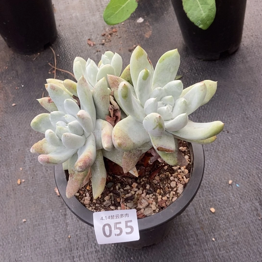 055多肉植物啦啦啦啦