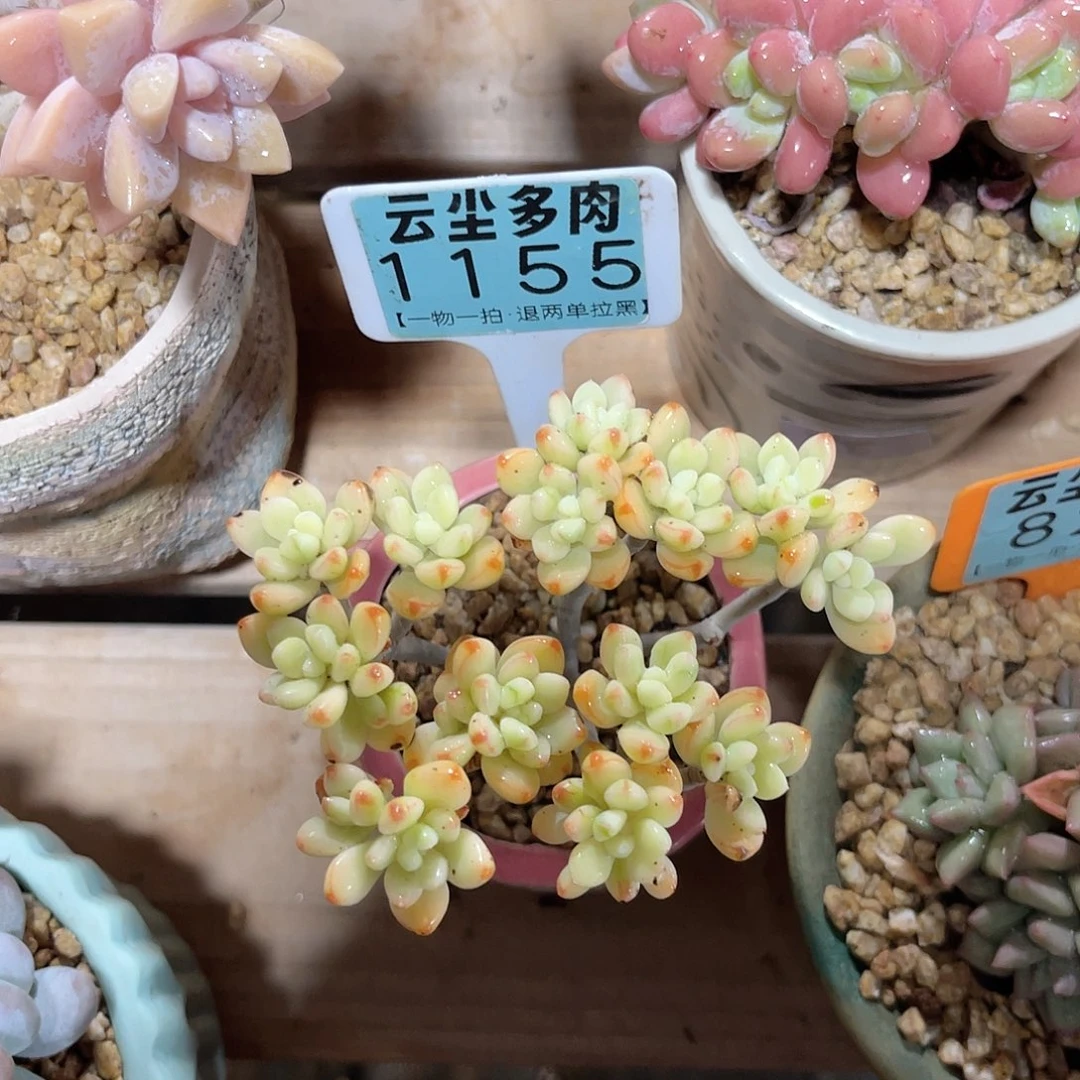 屋****云尘多肉一物一拍1155不含盆