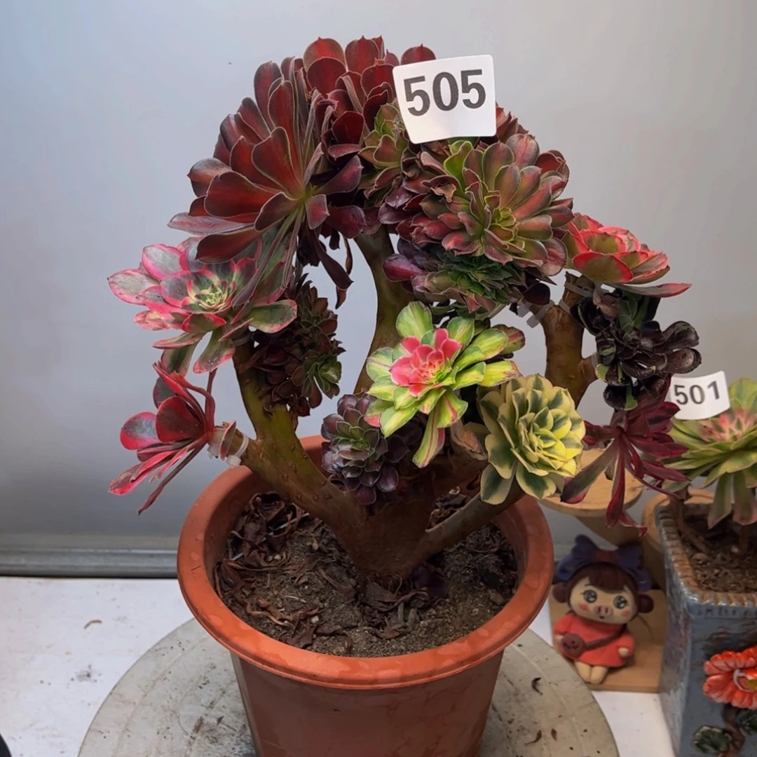 多肉植物嫁接505法师