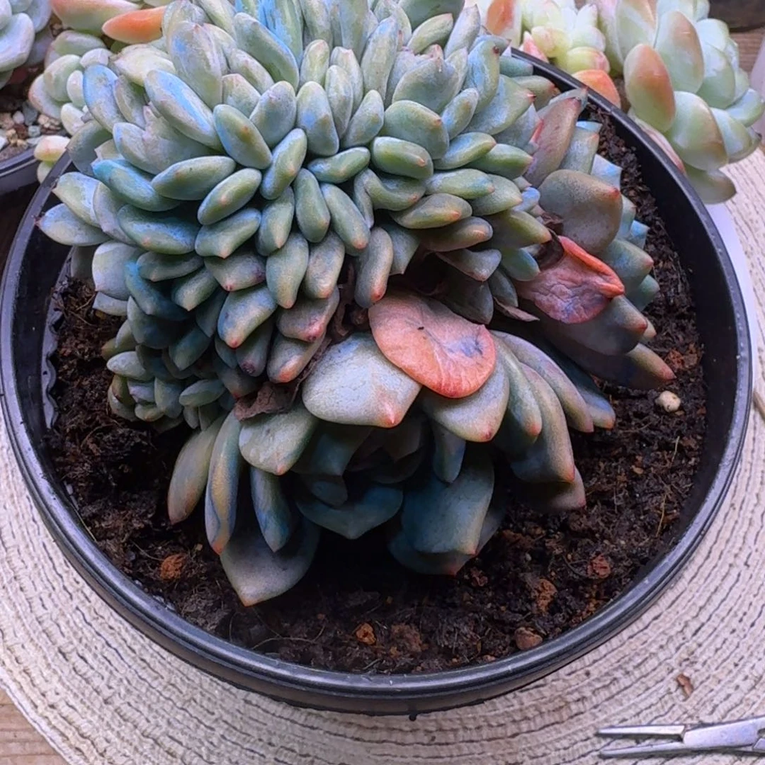 星影朵朵缀13头一物一拍