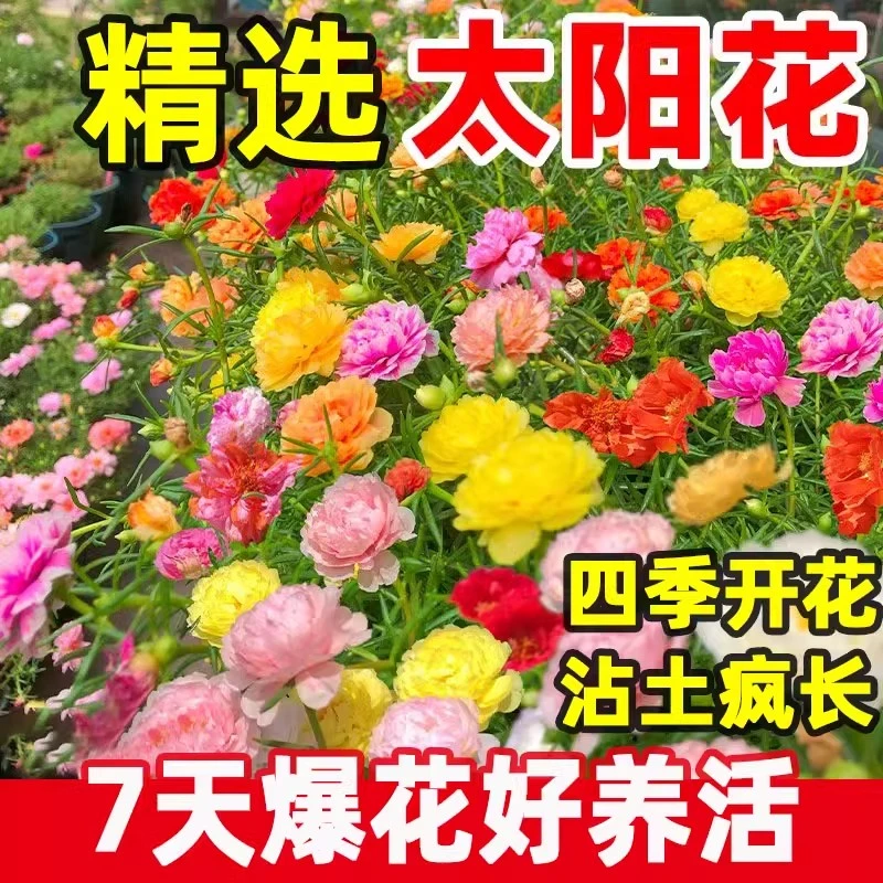 重瓣太阳花种子大花花卉矮花花籽种孑凤仙花种籽四季播种开花庭院