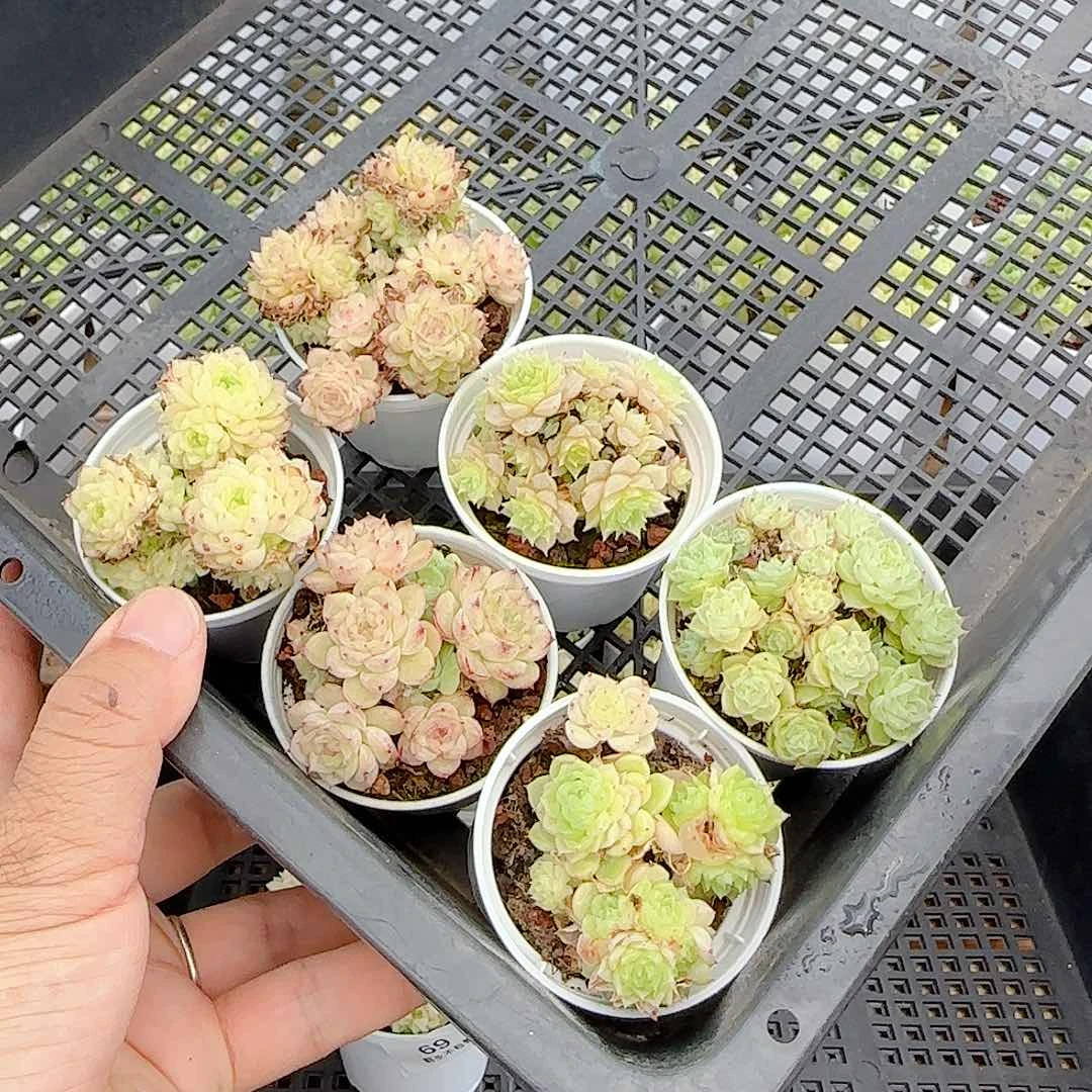 【闪购商品】0724-78福利（散的）