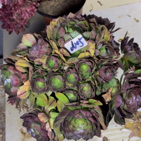 万拉丝多肉植物45多肉植物