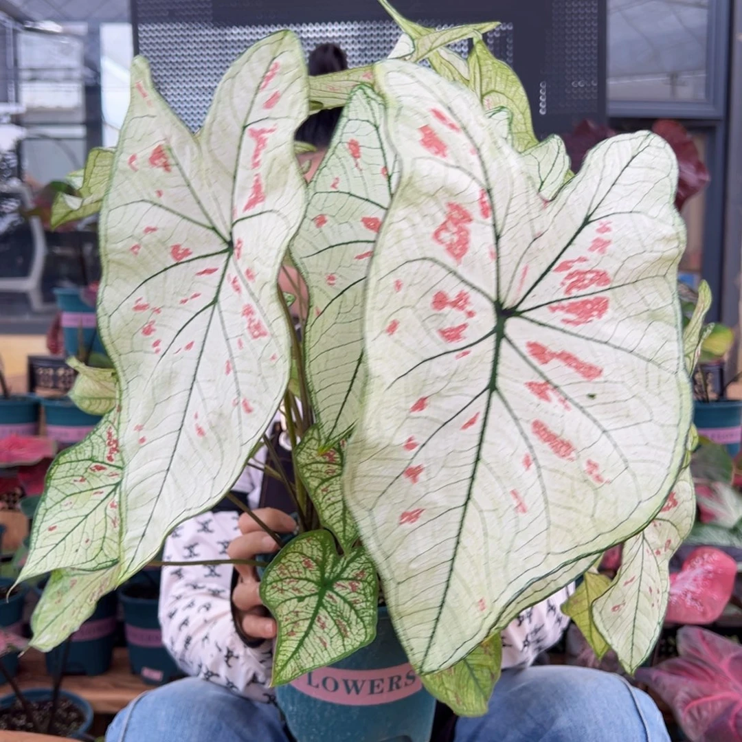 无花朵0010草莓之星