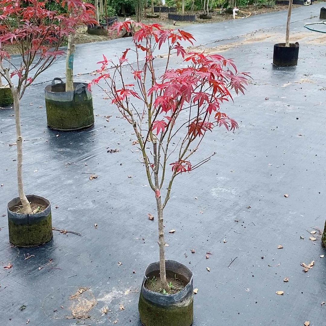 无花朵中华小叶红枫