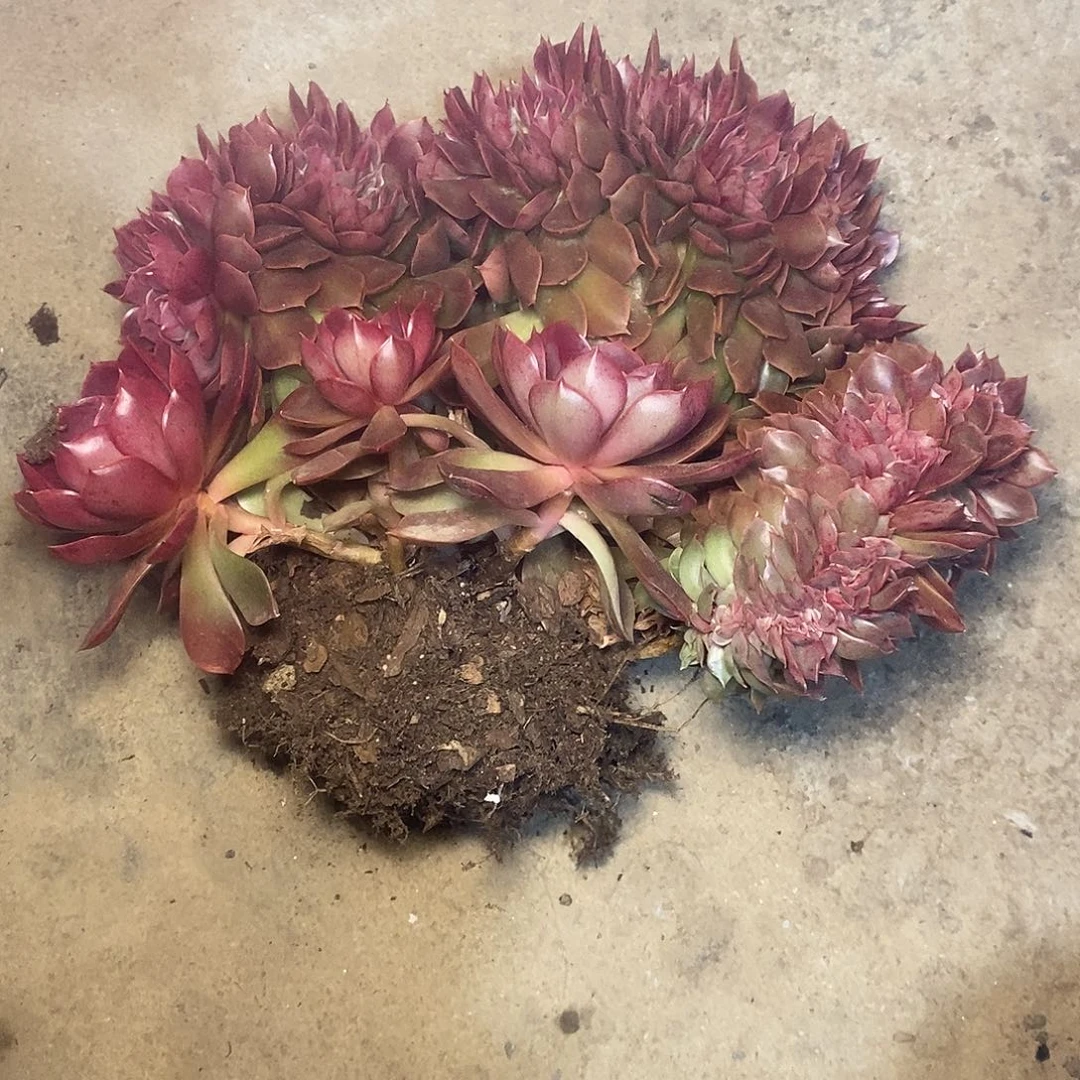 唐****啦一物一拍，多肉缀化