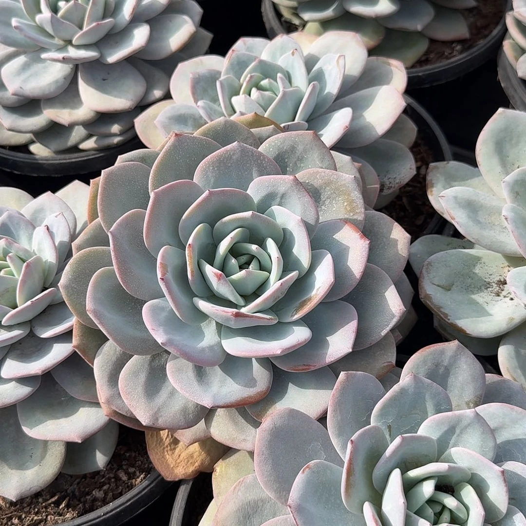 大单头奶茶随机，售后范围：签收起7天内