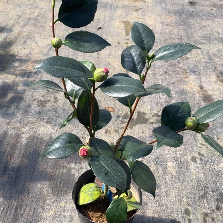 完全开放水晶皇后111111