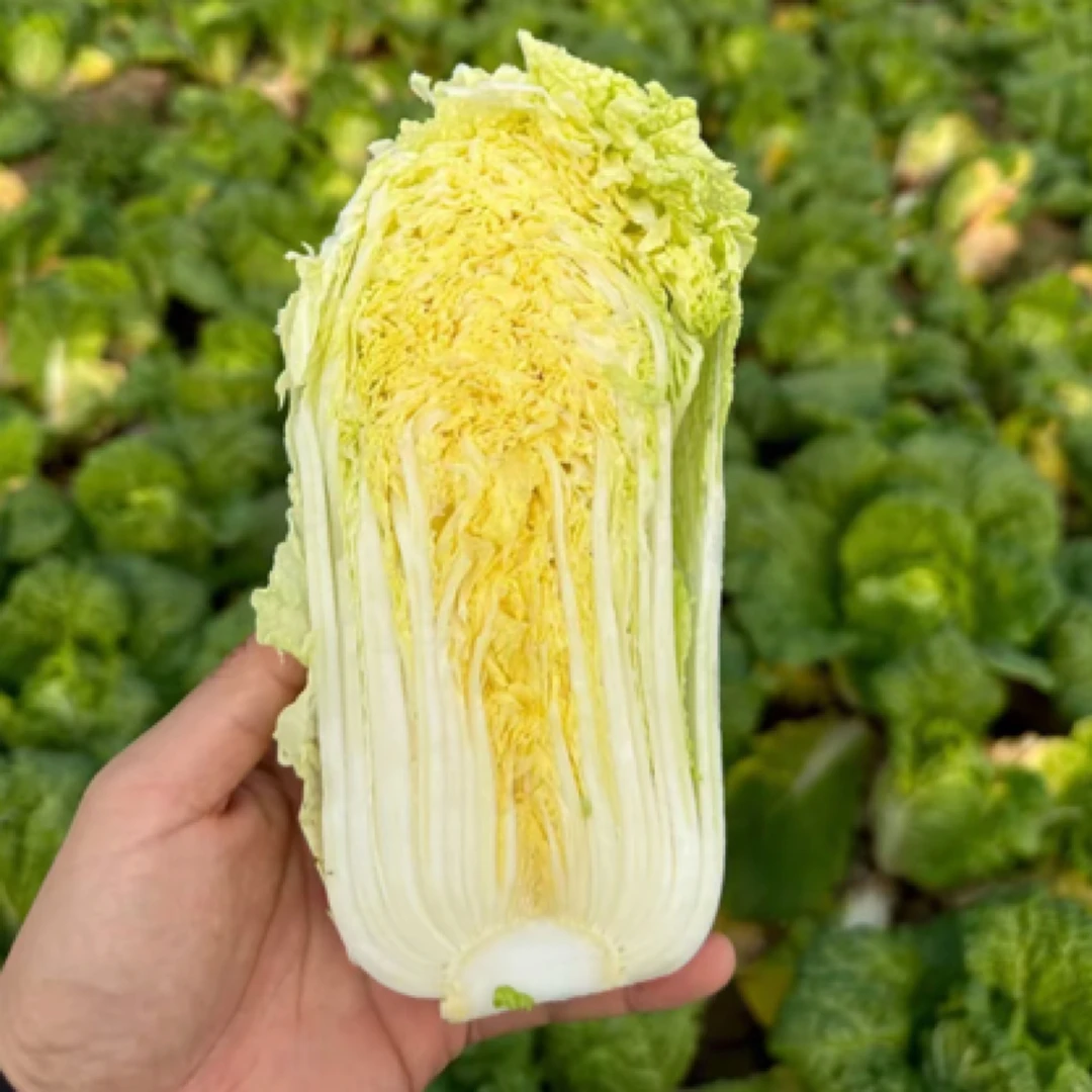 【云端农场】津秀娃娃菜净重5斤/10斤装（±2两） 新鲜现砍 顺丰包邮绿色蔬菜