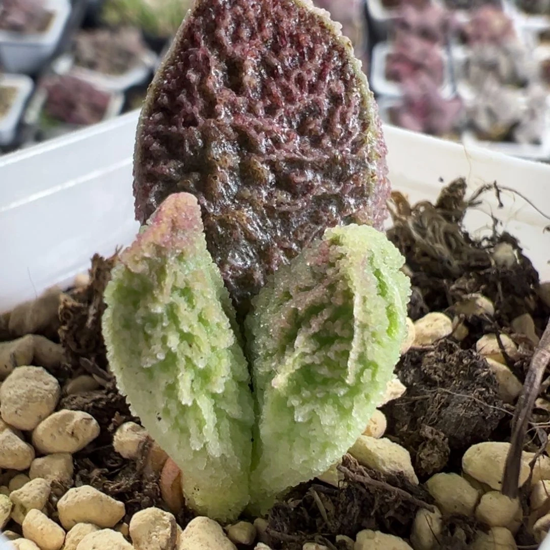 实生底叶苗纹路款多肉植物