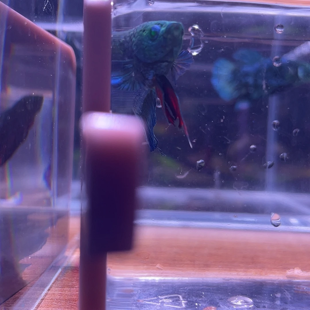 斗鱼可博泰斗082528