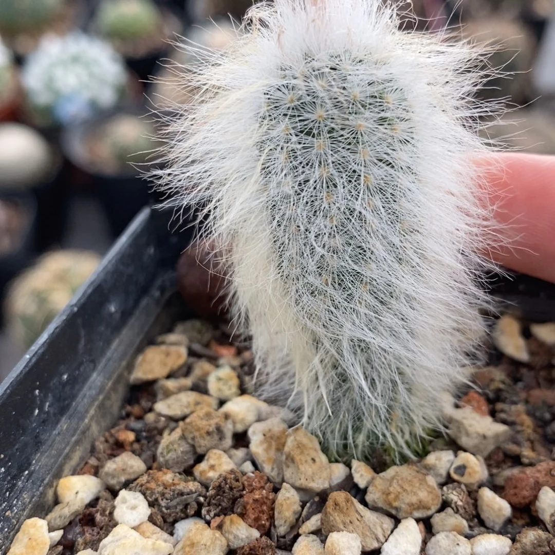 白毛虾植播园艺优选