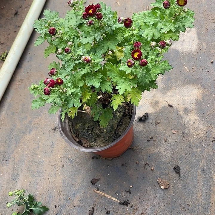 解***风无花朵25菊花菊花家