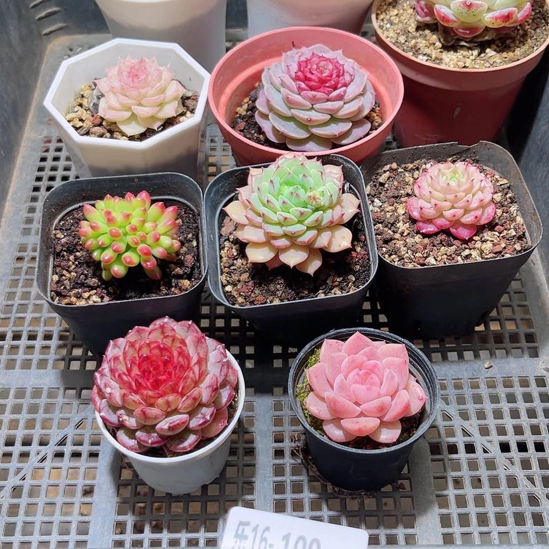 乐16-109 框拍10颗