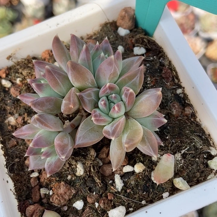 1140牧斯美人多肉植物保护