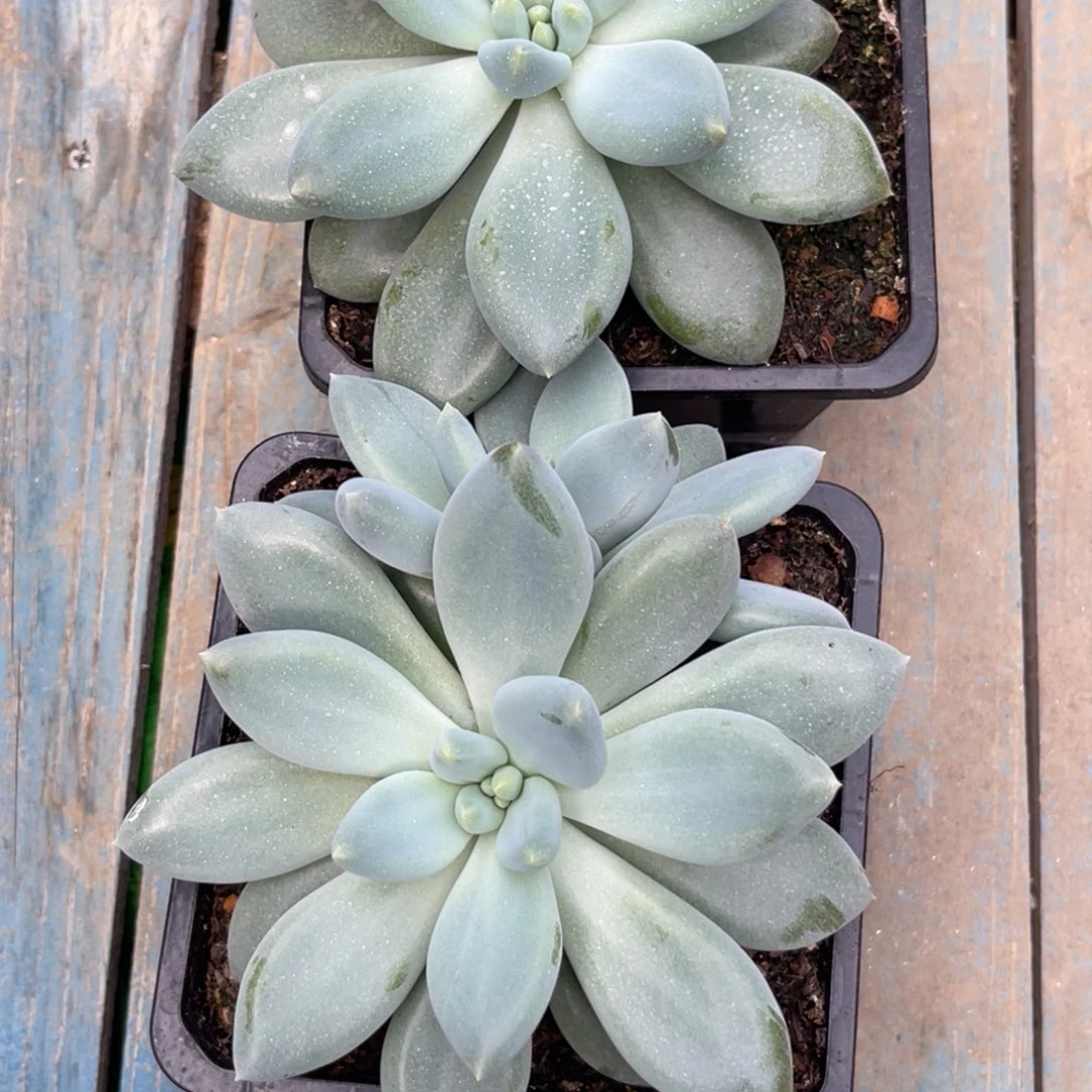 美人系多肉植物寄养
