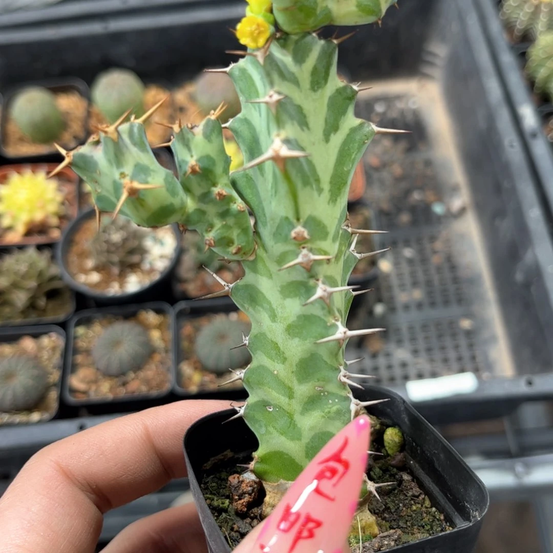 试读麒麟有根发货有根