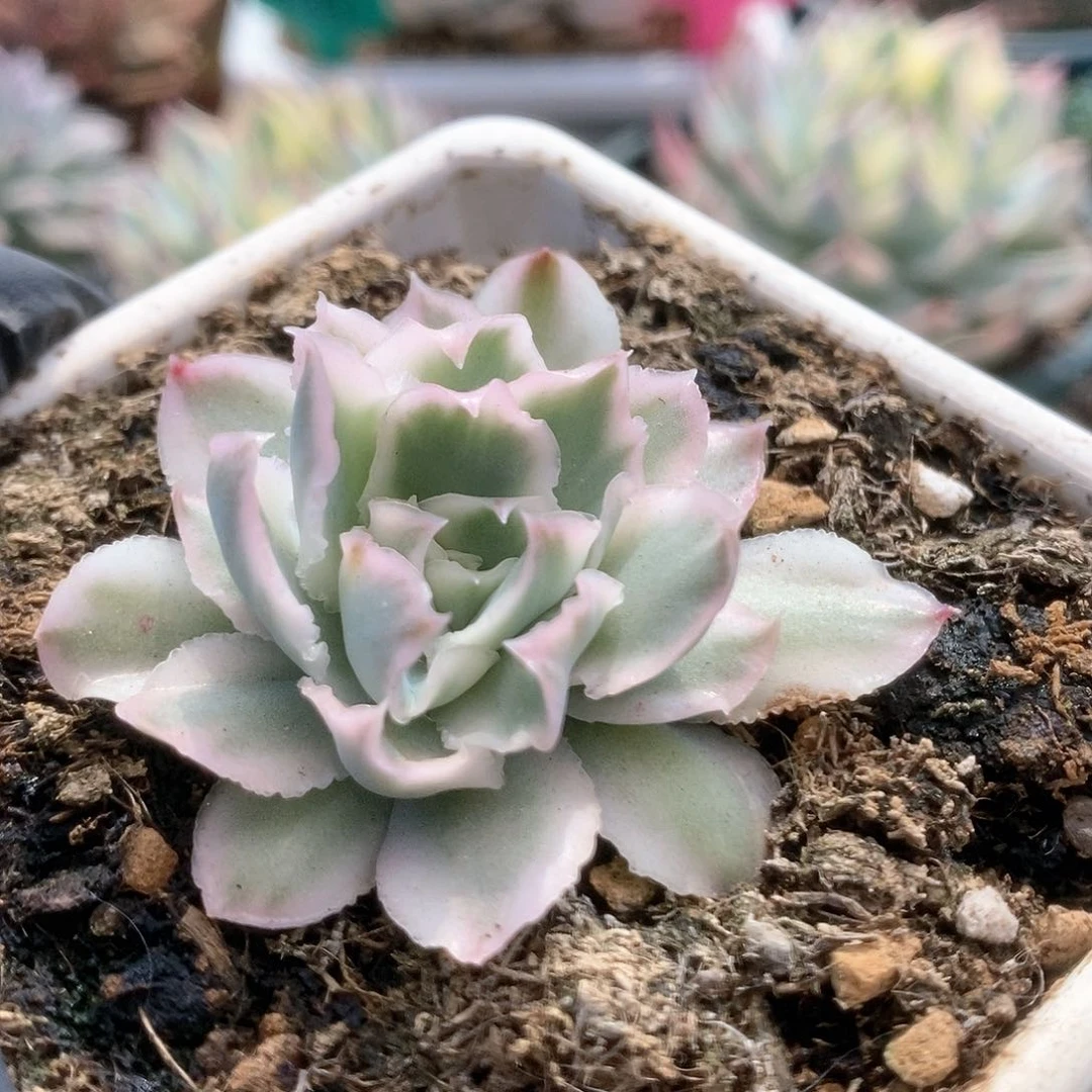 029紫蝴蝶锦锦锦锦锦