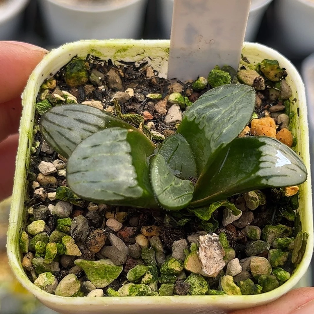 429白夜实生寿一物一图