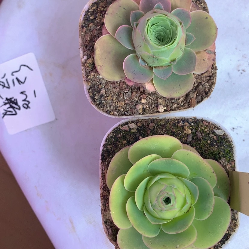 【闪购商品】yjj400两颗福利