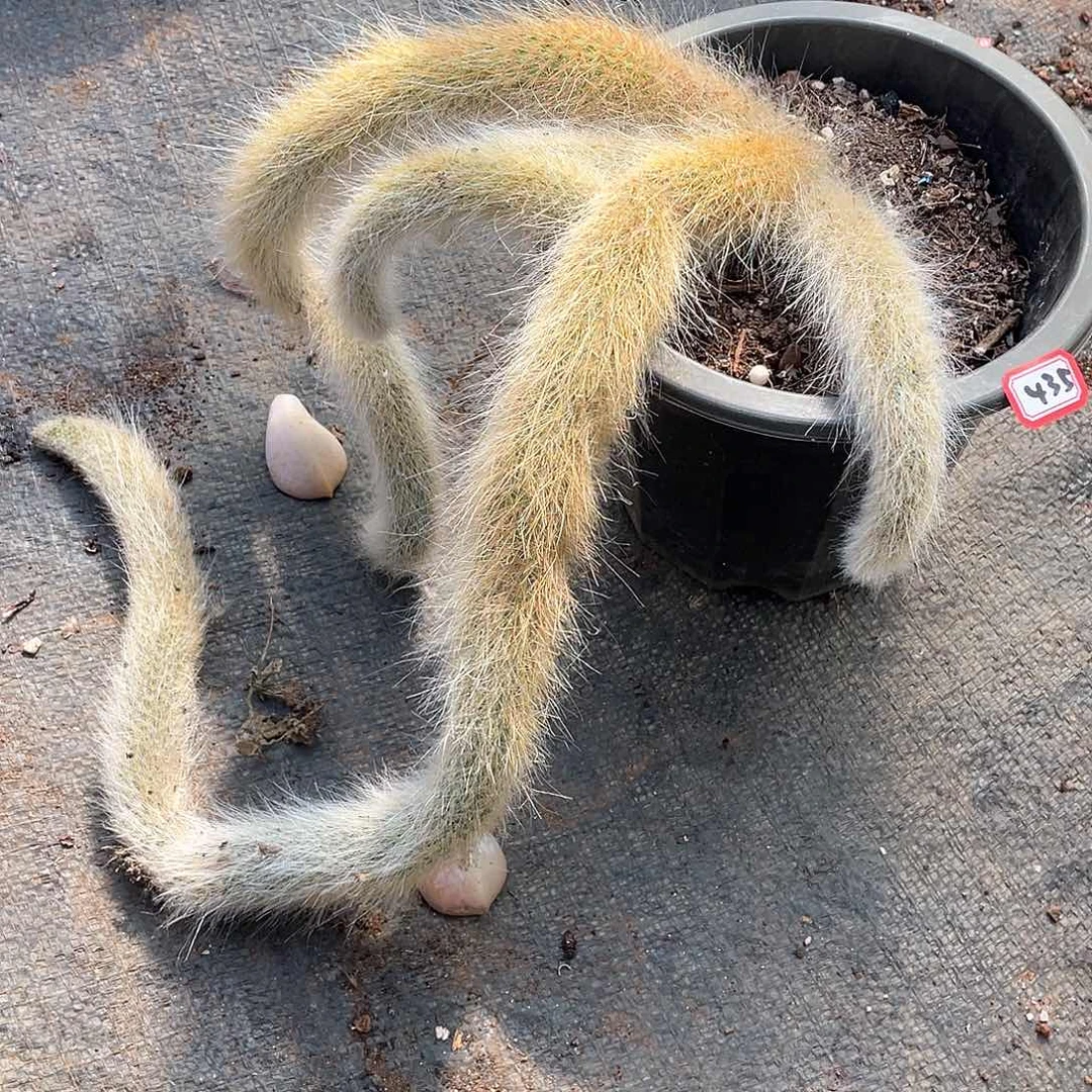 435九尾狐 一物一拍多肉