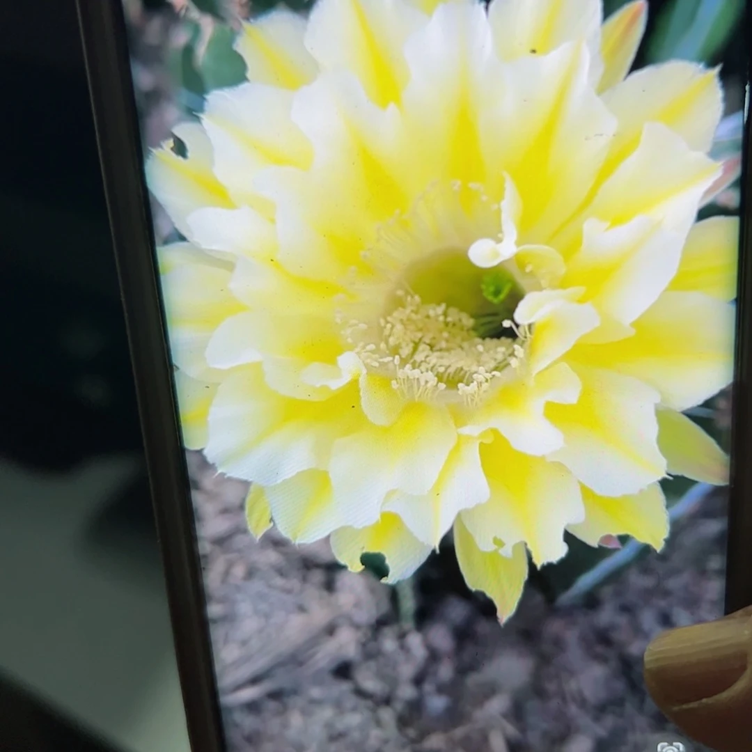 下31彩草黄绿歪侧芽4公分左右20包邮