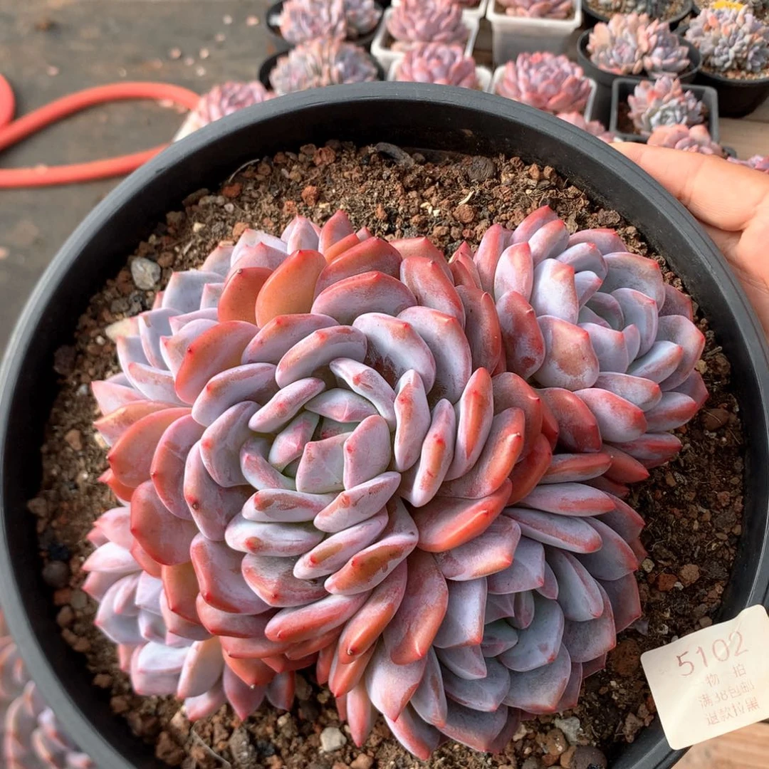 18厘米五头韩橙 无砍 5102