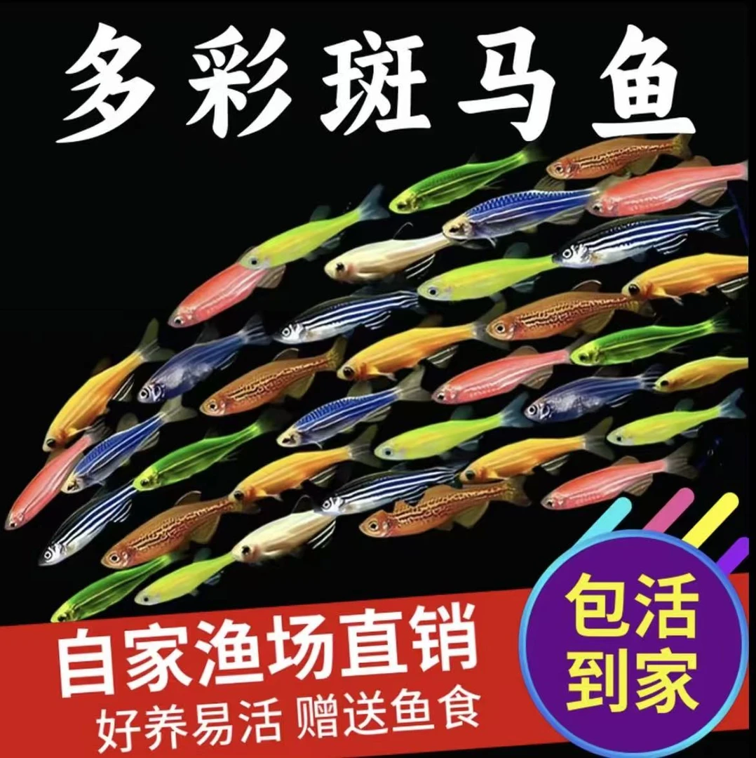 【渔场直销】斑马鱼灯科鱼淡水新手好养七彩小鱼五彩荧光小型观赏鱼