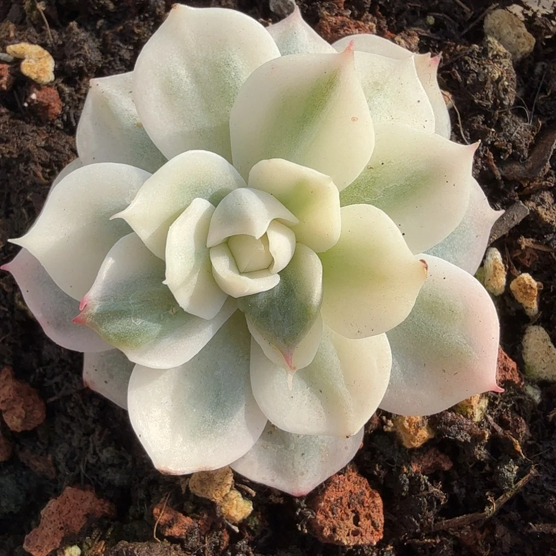 雪域白锦，多肉植物