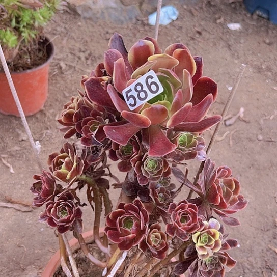 丁***一多肉植物一个妖庄