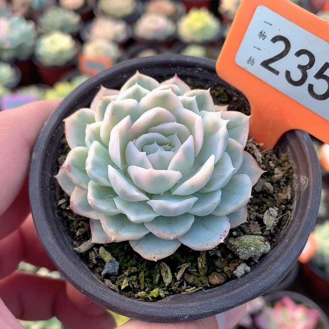 雪球锦235号多肉植物