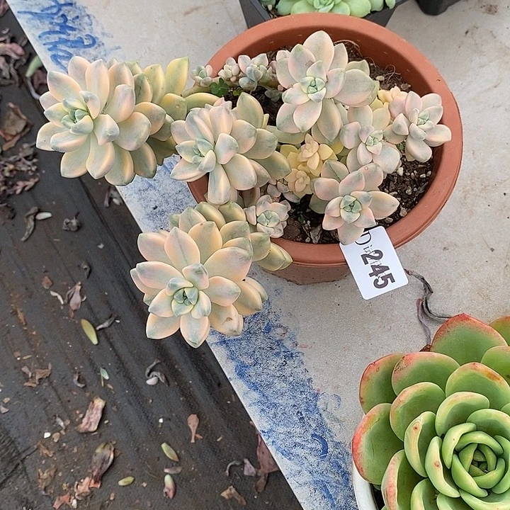 *****245美杏锦多肉植物