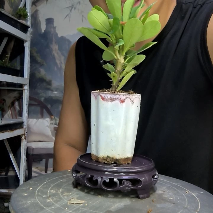 小*梅中青园艺一物一拍253