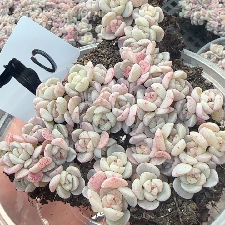 70号王者系列种播苗一盒