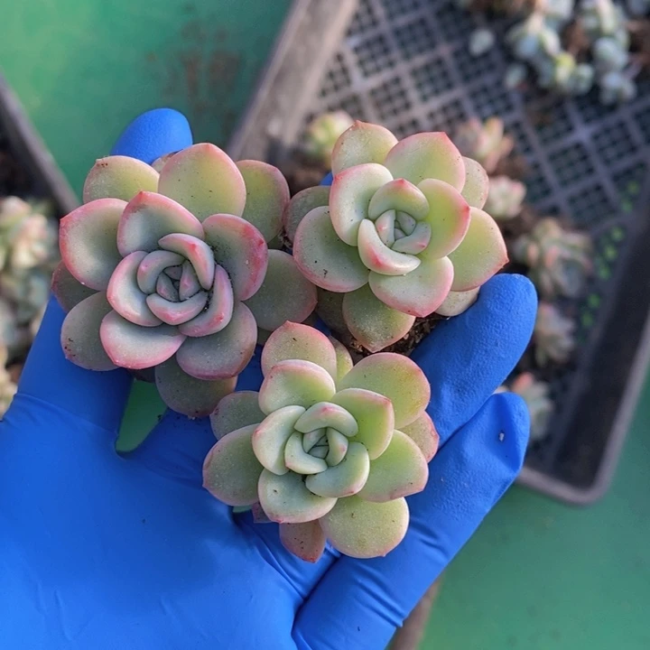 泡芙单头20颗一组，包邮。